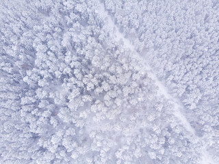 Aerial view of snowy forest. Aerial view of forest in winter. Done view of snow and forest.