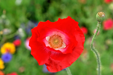 Rosa oder lachsfarbene Blüte, Klatschmohnhybride (Papaver rhoeas L. Hybride), Schwäbisch Gmünd, Baden-Württemberg, Deutschland, Europa