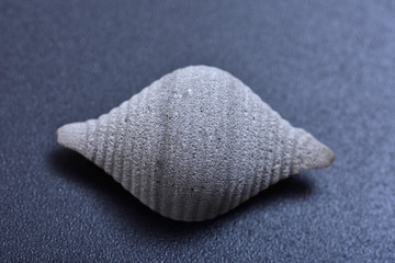 Pasta conchiglie on black background