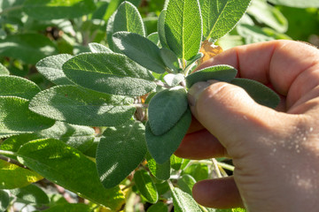 Common Sage (Salvia officinalis) aromatic herb and spice. Hand pick up salvia plant