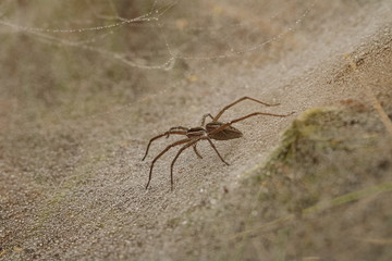Close up of a sheet-web pisaurid spider on the web with dew droplets.
