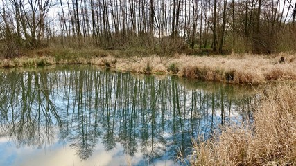 Bäume spiegeln sich in kleinem See im Bergischen Land, Herbstlandschaft 