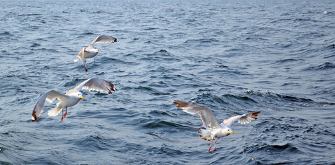 three seagulls fly over the water in the sea