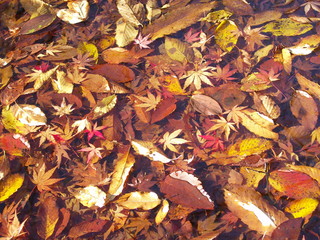 川に散るモミジ