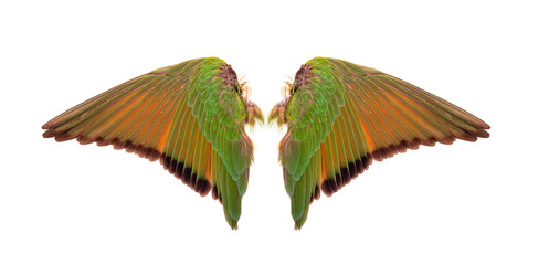 wings of birds on white background