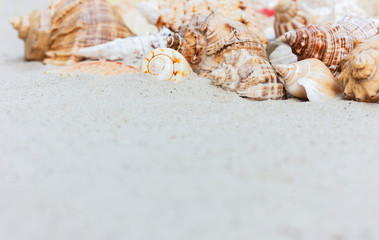 beach summer background – seashells and sea stars on the sand, copy space for text