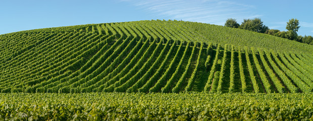 Fototapeta premium grafische Struktur von Weinbergen