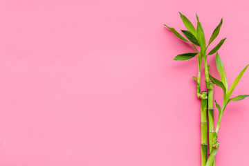 Bamboo background. Bamboo sprouts on pink background top view copy space