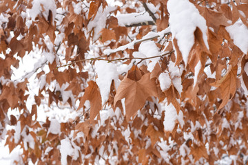 First snow, Beautiful orange leaf covered with snow.