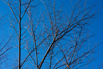 Obraz premium Bare tree tops with no leaves in woods in winter