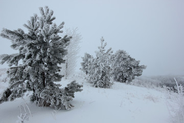 winter morning with fairy trees in the fog