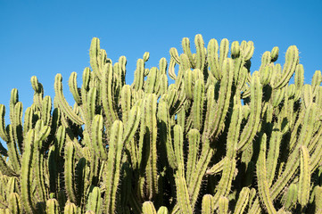 High Cactus