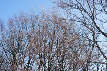 Bare tree tops with no leaves in woods in winter