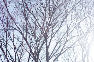 Bare tree tops with no leaves in woods in winter
