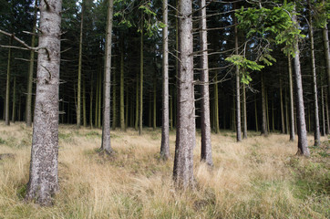 trees in the forest