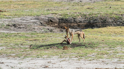 Black-backed Jackal (Canis mesomelas) in natural habitat, South Africa