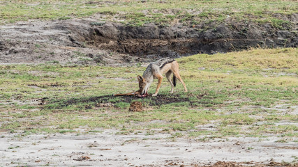 Black-backed Jackal (Canis mesomelas) in natural habitat, South Africa