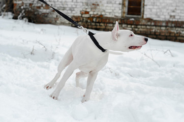 White pit bull Dog in the snow looking away. Focus on the face, shallow depth of field, blow out...