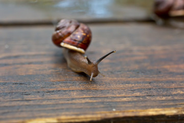 Snail crawling on the wet wooden surface