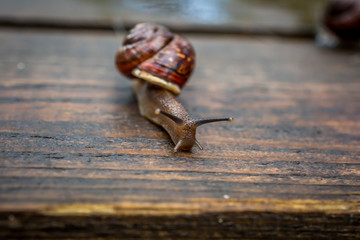Snail crawling on the wet wooden surface