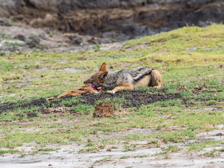 Fototapeta premium Black-backed Jackal (Canis mesomelas) in natural habitat, South Africa