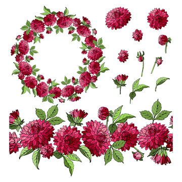 Set of dahlia floral elements isolated on white background, wreath and seamless brush of flowers, vector