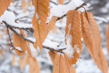 First snow, Beautiful orange leaf covered with snow.