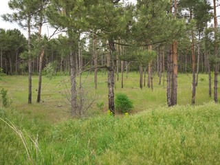 forest