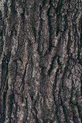 full frame of dark tree barque texture as background