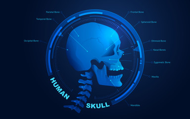 vector of human skull anatomy presented with futuristic technology style for educational infographic 
