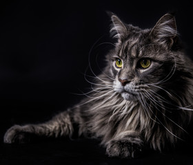 Maine Coon