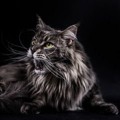 Maine Coon
