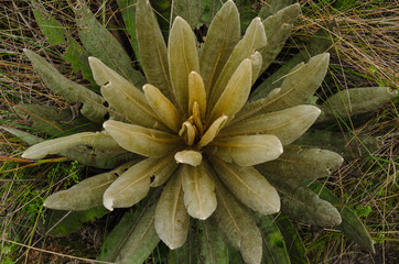Espeletia succulent plants of the páramo of Colombia. Frailejón