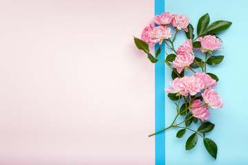 Pink rose flowers on pink and blue background. Framework, flower composition. Flat lay. Top view. Copy space.