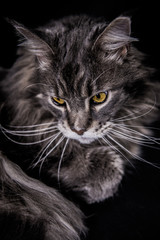 Maine Coon