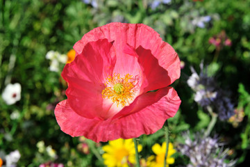 Rosa oder lachsfarbene Blüte, Klatschmohnhybride (Papaver rhoeas L. Hybride), Schwäbisch Gmünd, Baden-Württemberg, Deutschland, Europa
