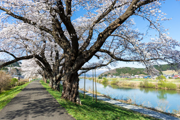 桜と蔵王