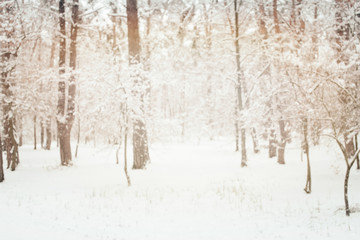 toned picture of beautiful snowy winter forest