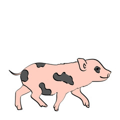 isolated object on white background Pig Pet Mini Pig