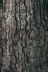 full frame of dark tree barque texture as background