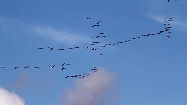 White pelican migration Beautiful shot of White pelican flying and migrating
