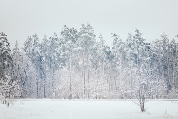 Fototapeta premium scenic view of snowy trees in winter forest