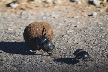 Dung Beetles on Elephant Poop