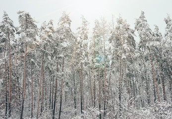 scenic view of snowy trees and sunlight in winter forest