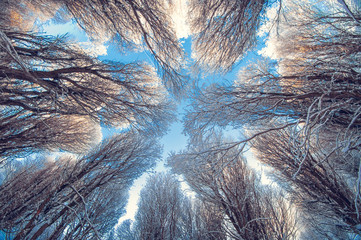 Background winter snow trees in the blue sky with clouds, view from below on a frosty sunny day
