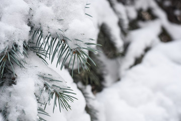 Branch of fir tree covered with snow. Concept of first snow and winter