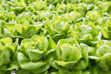 Obraz premium Image of lush green cabbage vegetation inside a Greenhouse farm. The cabbage plants look very fresh and is definitely well cared of.