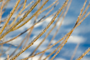 Twigs in hoarfrost against a background of blue snow
