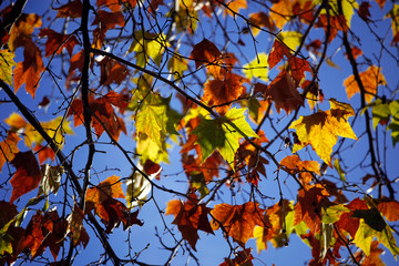 Detail-Aufnahme von bunten und roten Herbst-Blätter, die im Vordergrund vor tief blauem Himmel in der Sonne leuchten und im Wind wehen