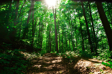 Wald mit Sonnenstrahl